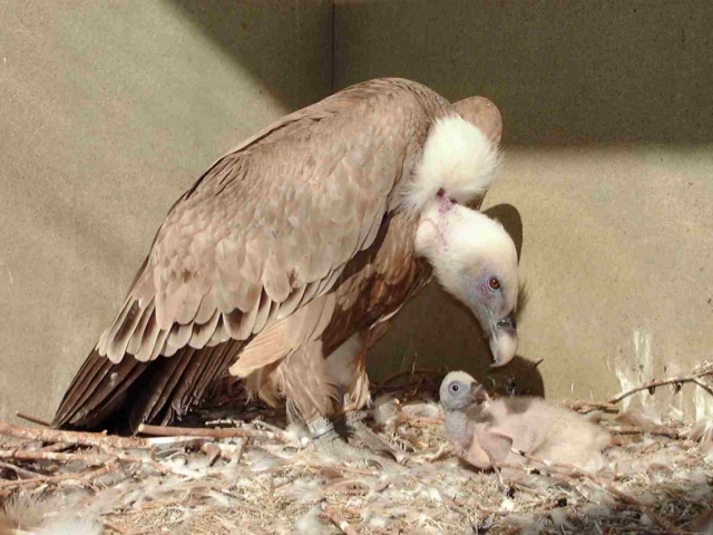Gyps fulvus